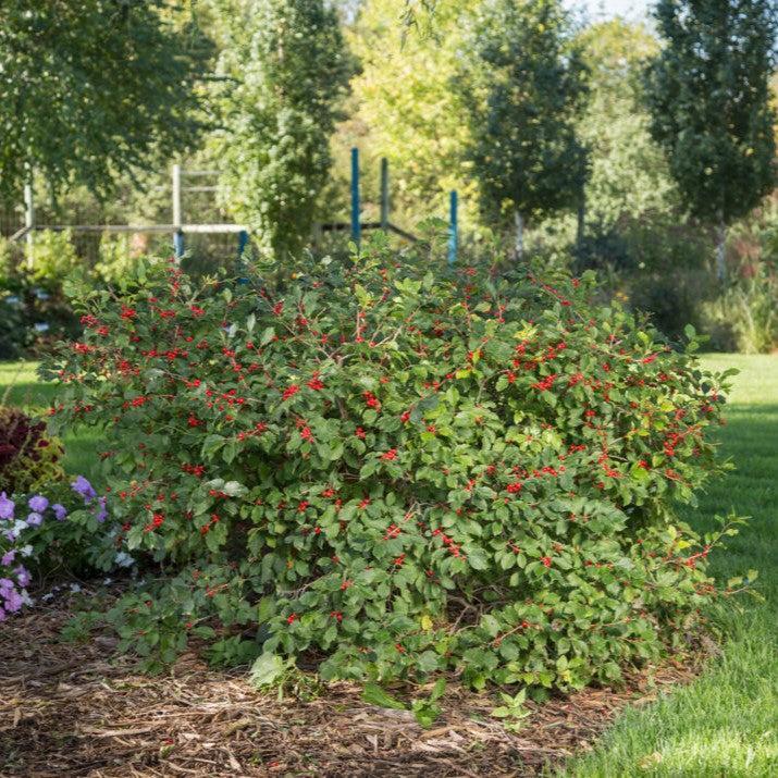 Ilex verticillata 'Bailfire' ~ First Editions® Wildfire™ Winterberry-ServeScape