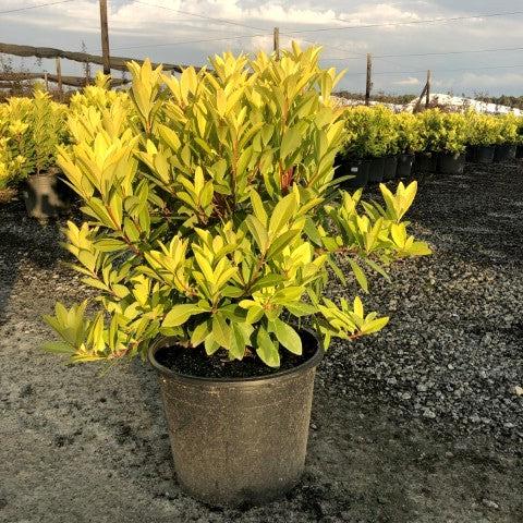 Illicium parviflorum 'Florida Sunshine' ~ Florida Sunshine Anise-ServeScape