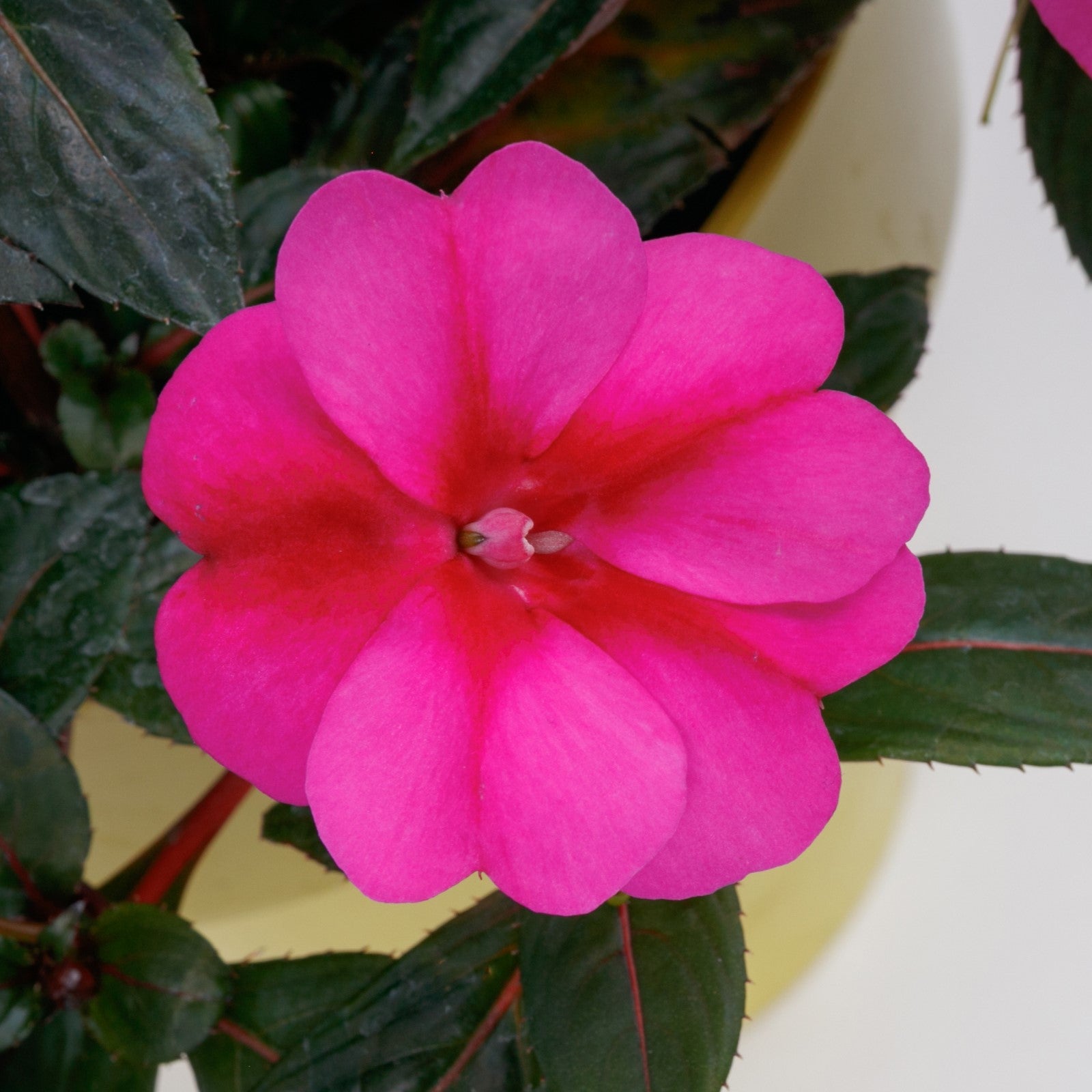 Impatiens x hybrida 'SAKIMP077' ~ SunPatiens® Compact Purple Candy Impatiens-ServeScape