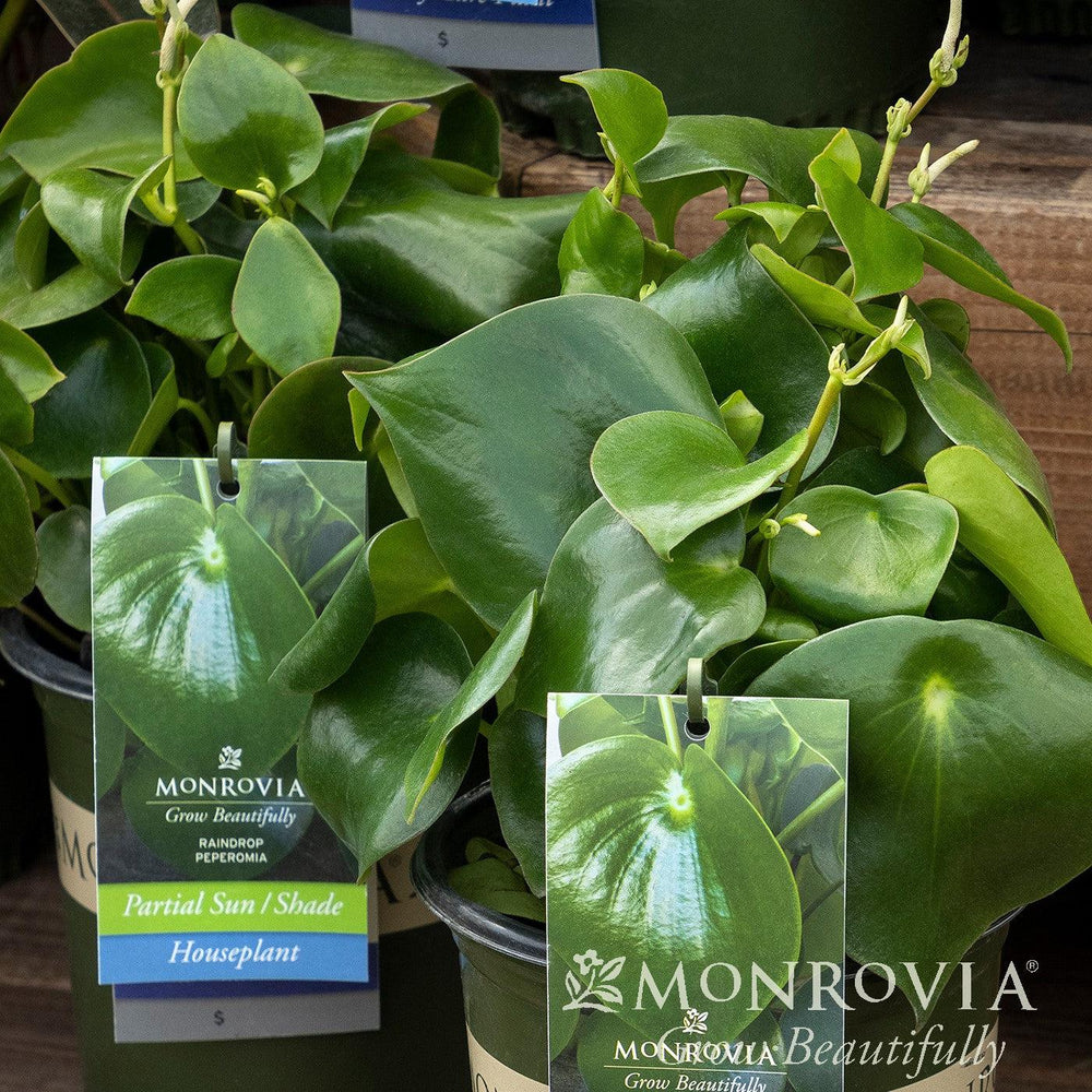Peperomia polybotrya ~ Monrovia® Raindrop Peperomia-ServeScape