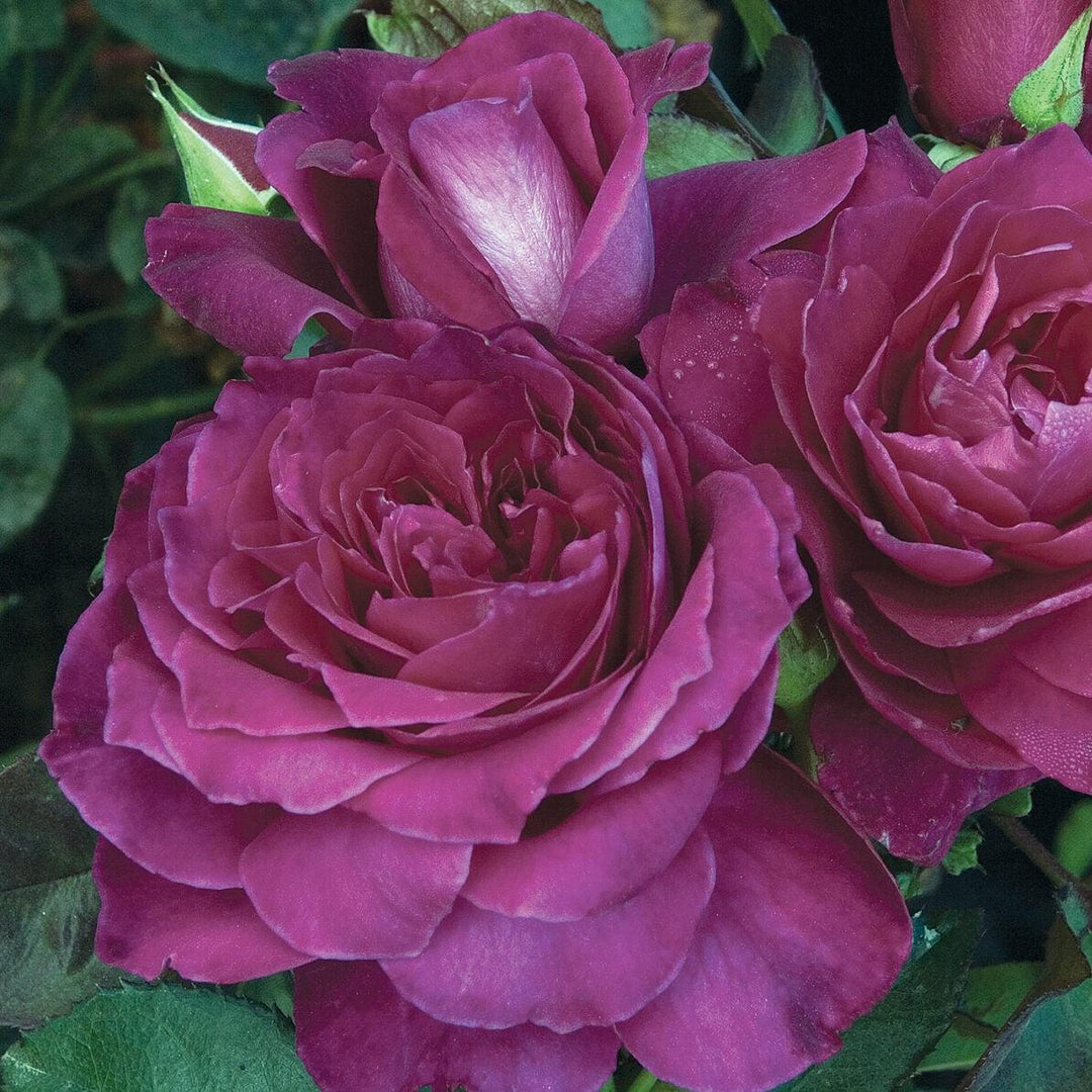 Rosa 'JACum' ~ Intrigue Rose-ServeScape