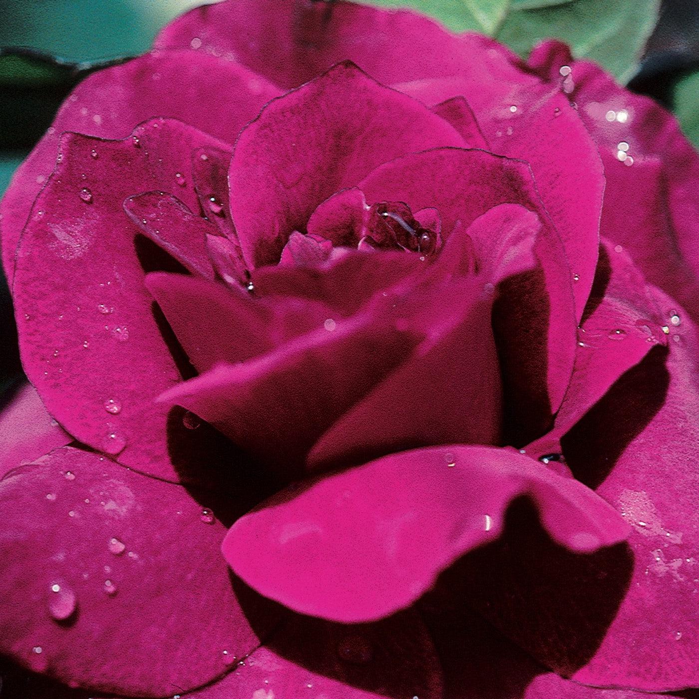 Rosa 'JACum' ~ Intrigue Rose-ServeScape