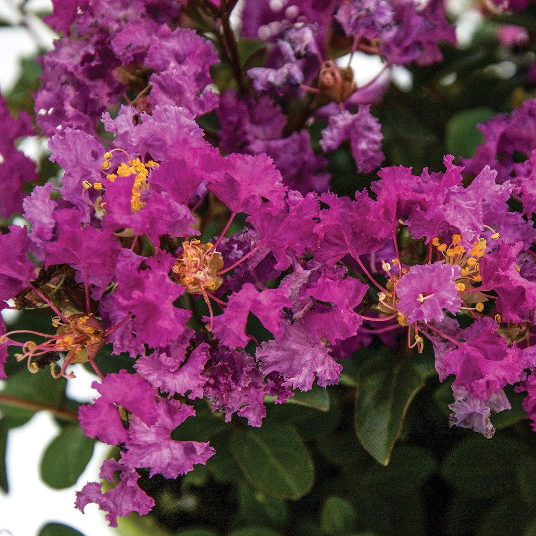 Lagerstroemia indica 'Congrabel' ~ Monrovia® Bellini® Grape Crape Myrtle-ServeScape