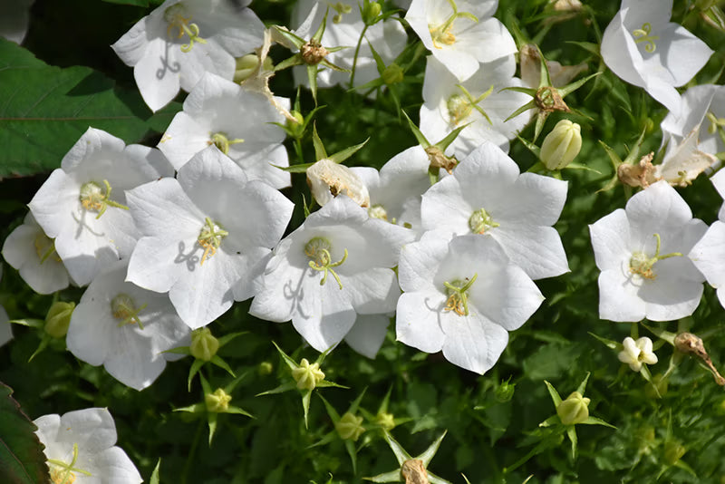Campanula carpatica 'White Clips' ~ White Clips Bellflower