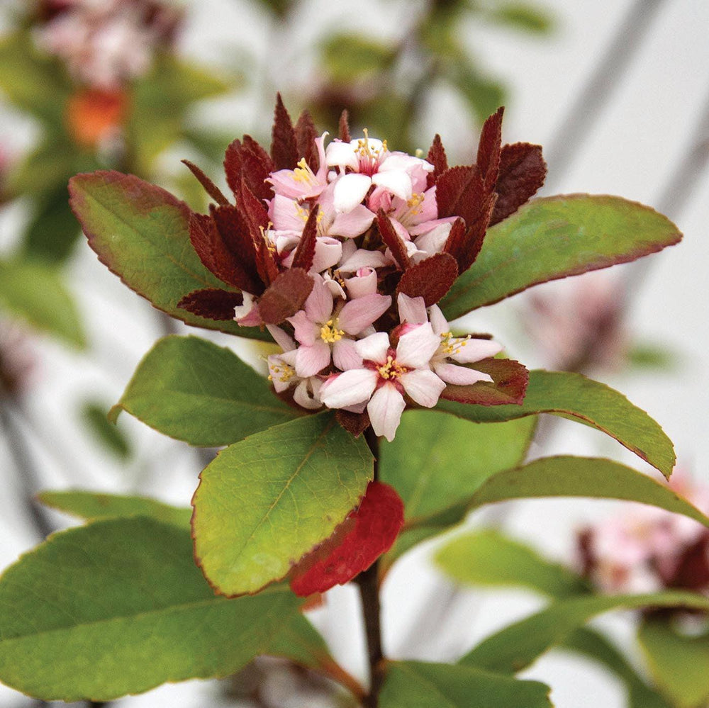 Rhaphiolepis indica 'sPg-3-003' ~ Monrovia® Redbird™ Indian Hawthorne-ServeScape