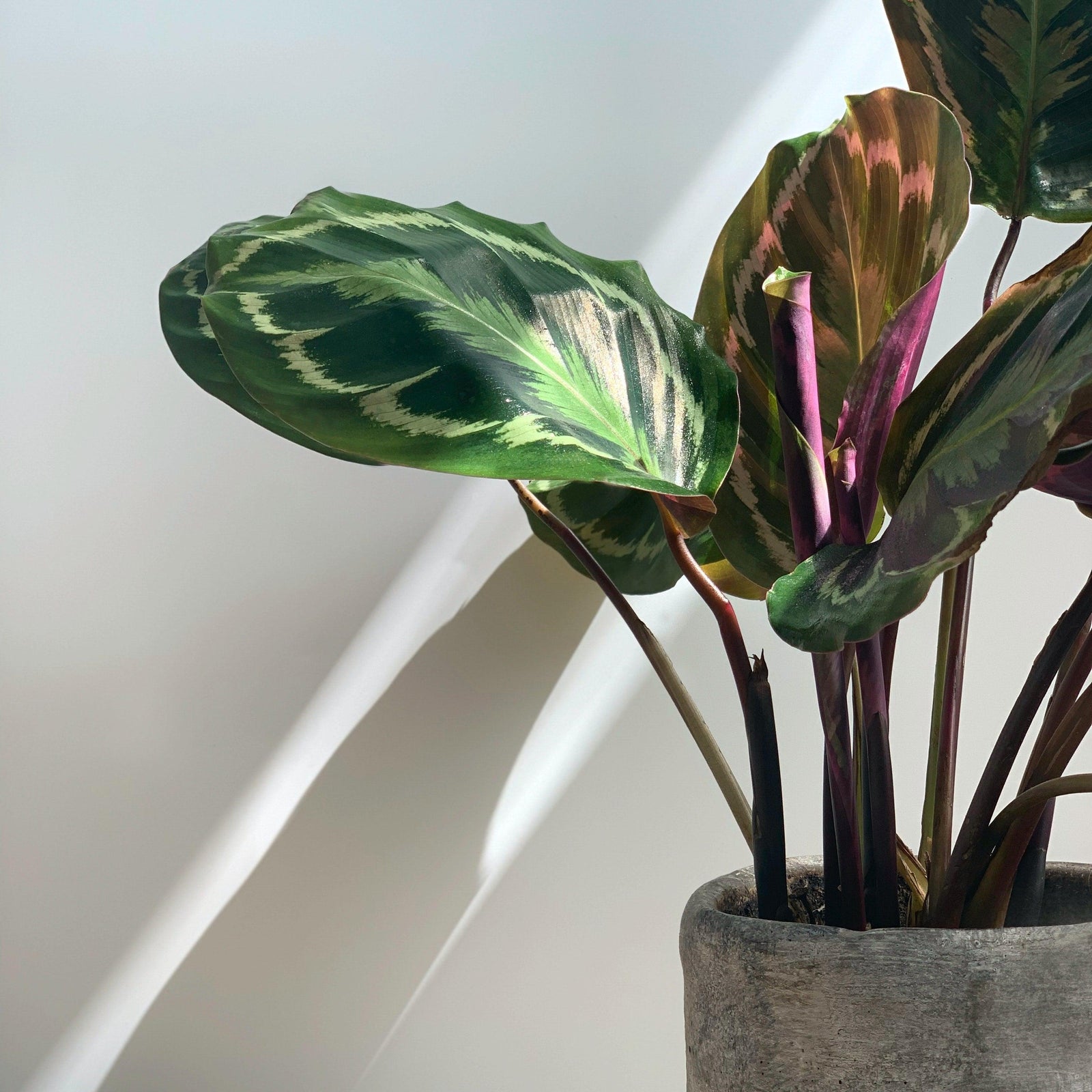 Calathea roseopicta 'Medallion' ~ Monrovia® Medallion Painted Prayer Plant-ServeScape