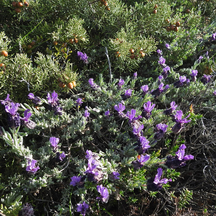 Lavandula stoechas 'Javelin Compact Purple' ~ Monrovia® Javelin™ Compact Purple Spanish Lavender-ServeScape