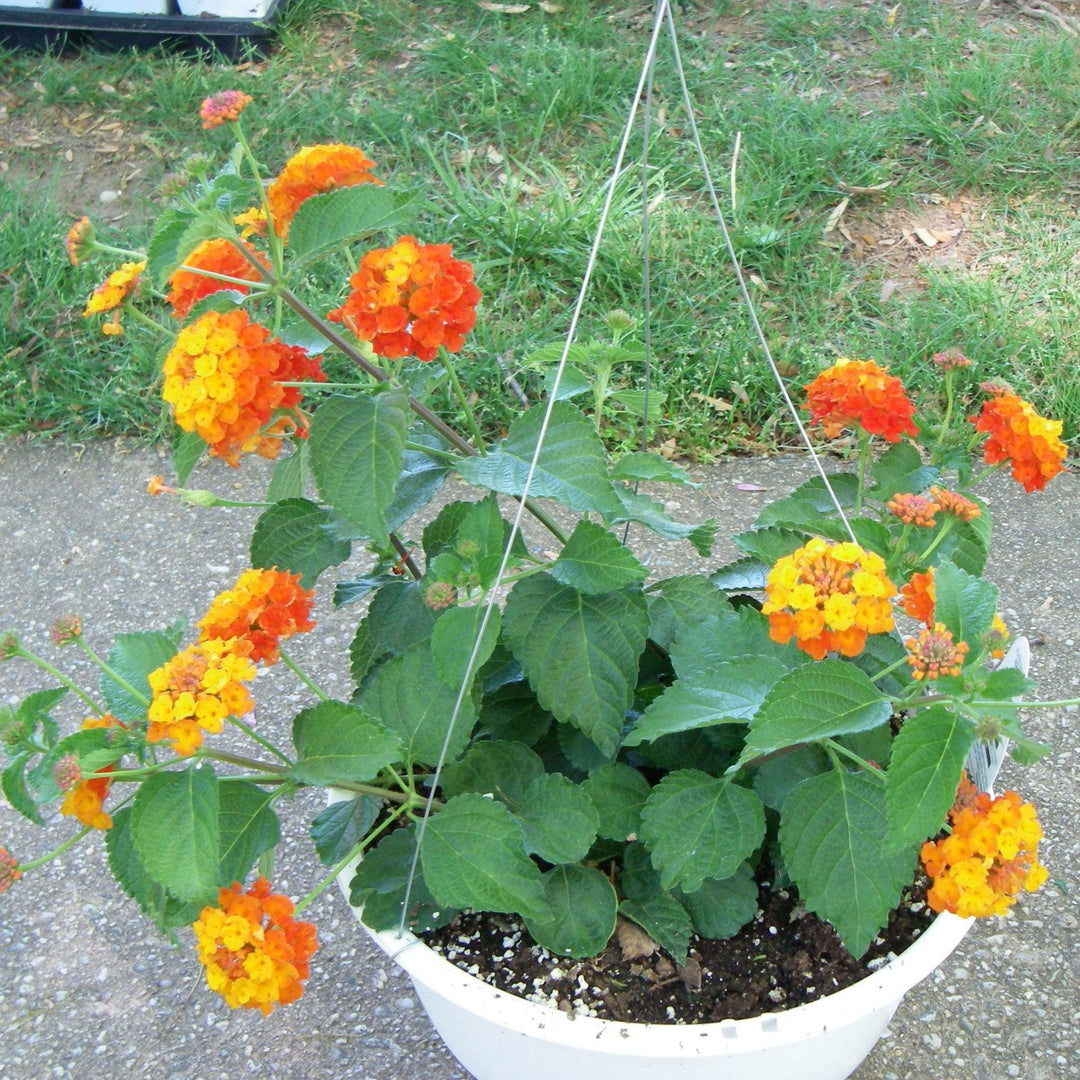 Lantana camara 'Fiesta Paloma' ~ Monrovia® Fiesta™ Paloma Lantana-ServeScape