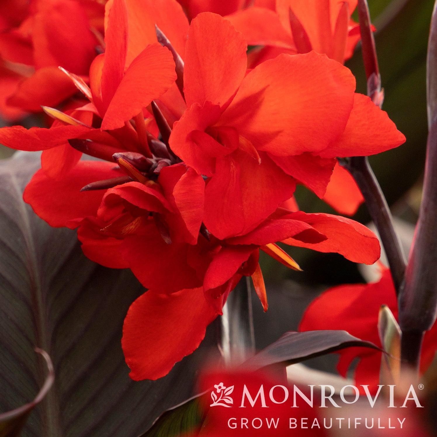 Canna x generalis 'Cannova Bronze Scarlet' ~ Monrovia® CANNOVA® Bronze Scarlet Canna Lily-ServeScape