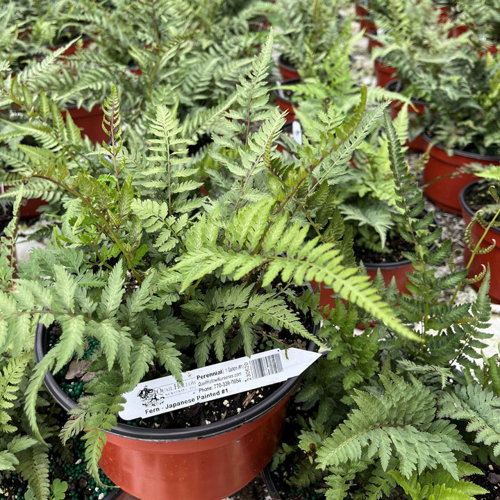 Athyrium niponicum var. pictum ~ Japanese Painted Fern-ServeScape