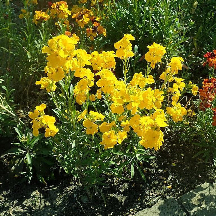 Erysimum cheiri 'Sugar Rush Yellow' ~ Monrovia® Sugar Rush™ Yellow Wallflower-ServeScape