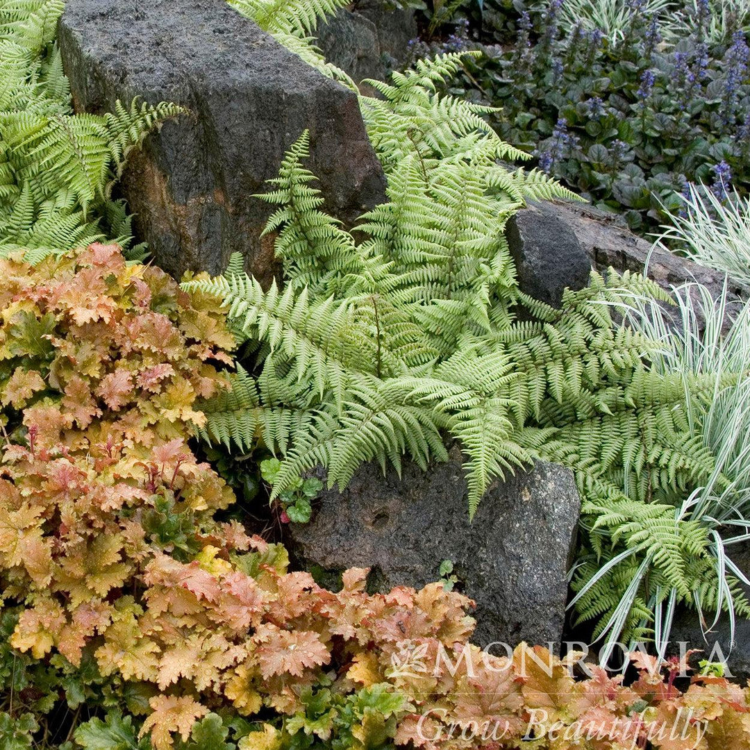 Athyrium 'Ghost' ~ Monrovia® Ghost Fern-ServeScape