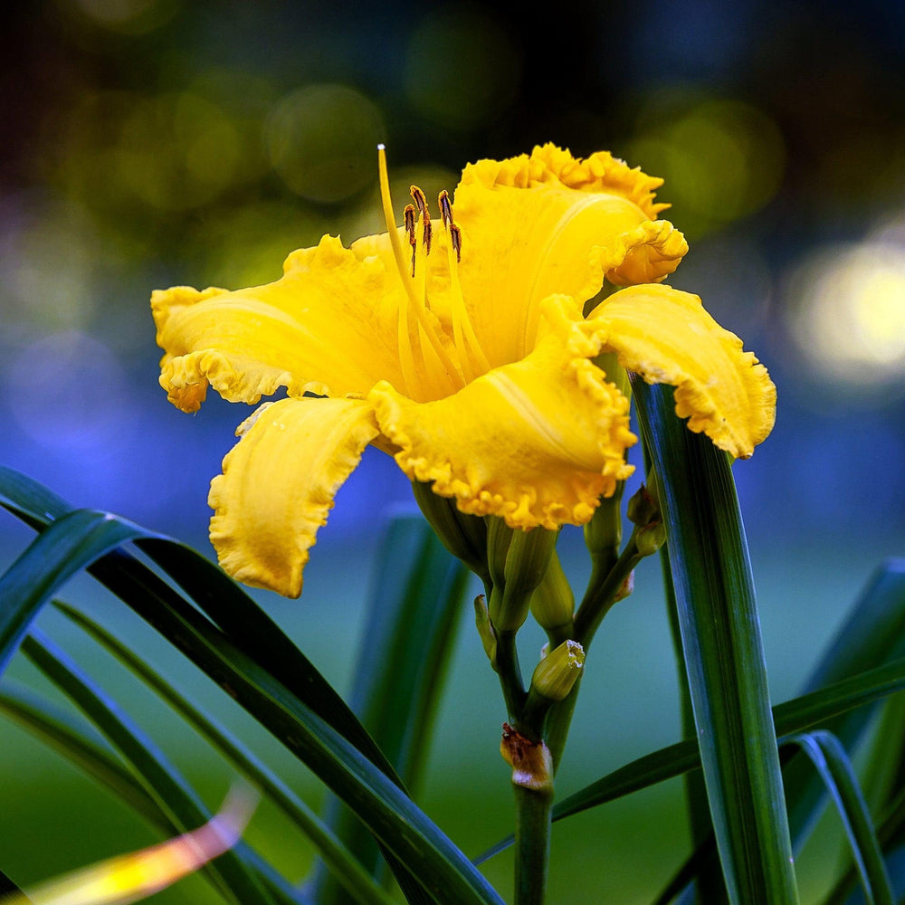 Hemerocallis x 'MON9010' PPAF ~ Monrovia® Saffron Skye™ Daylily-ServeScape