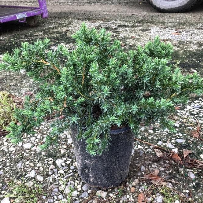 Juniperus conferta 'Blue Pacific' ~ Blue Pacific Shore Juniper-ServeScape