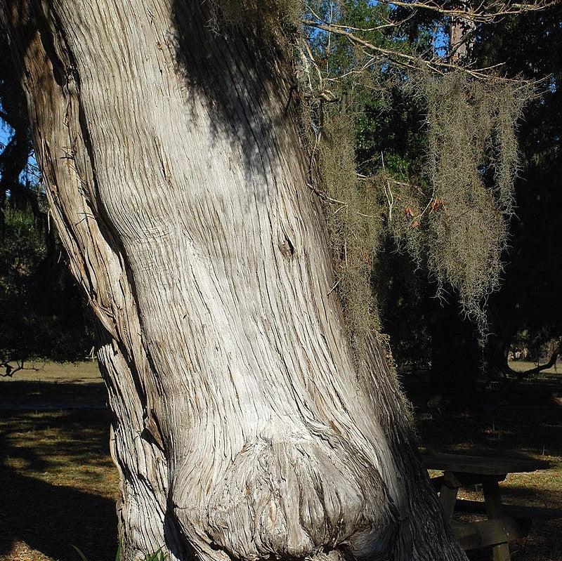 Juniperus virginiana var. silicicola ~ Southern Red Cedar-ServeScape