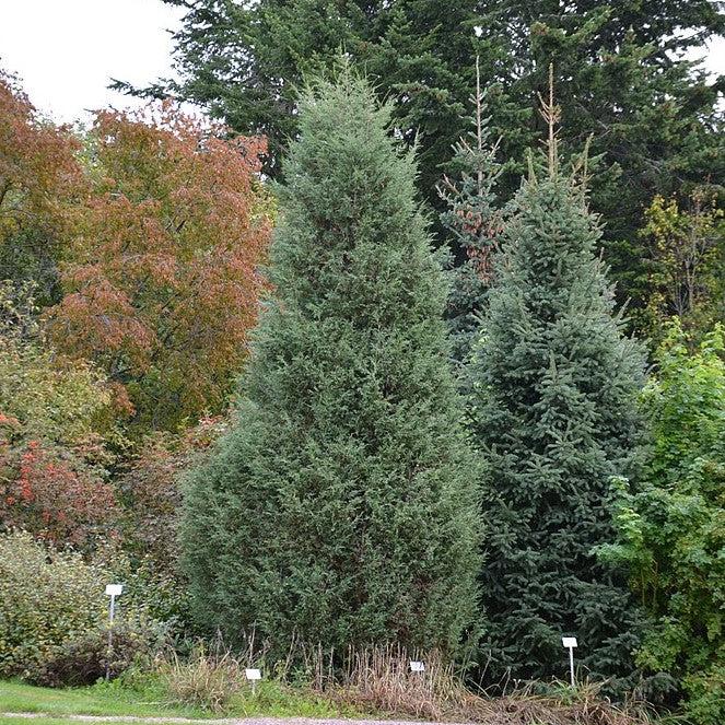 Juniperus scopulorum 'Moonglow' ~ Moonglow Juniper-ServeScape