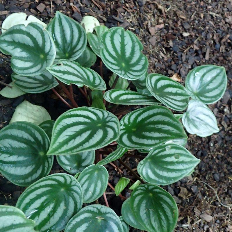 Peperomia Argyrela ~ Monrovia® Watermelon Peperomia-ServeScape