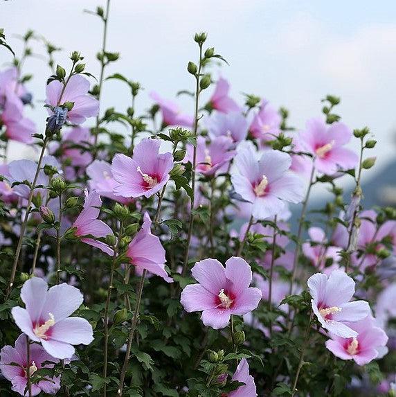 Hibiscus syriacus ~ Rose of Sharon; Hibiscus-ServeScape