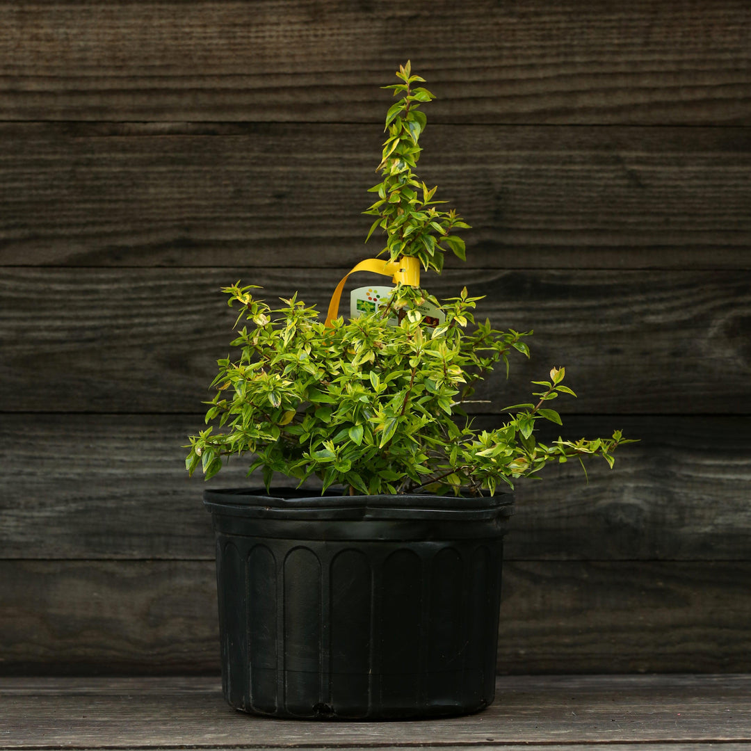 Abelia x grandiflora 'Kaleidoscope' ~ Kaleidoscope Abelia-ServeScape