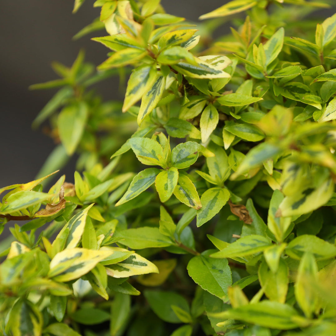 Abelia x grandiflora 'Kaleidoscope' ~ Kaleidoscope Abelia-ServeScape