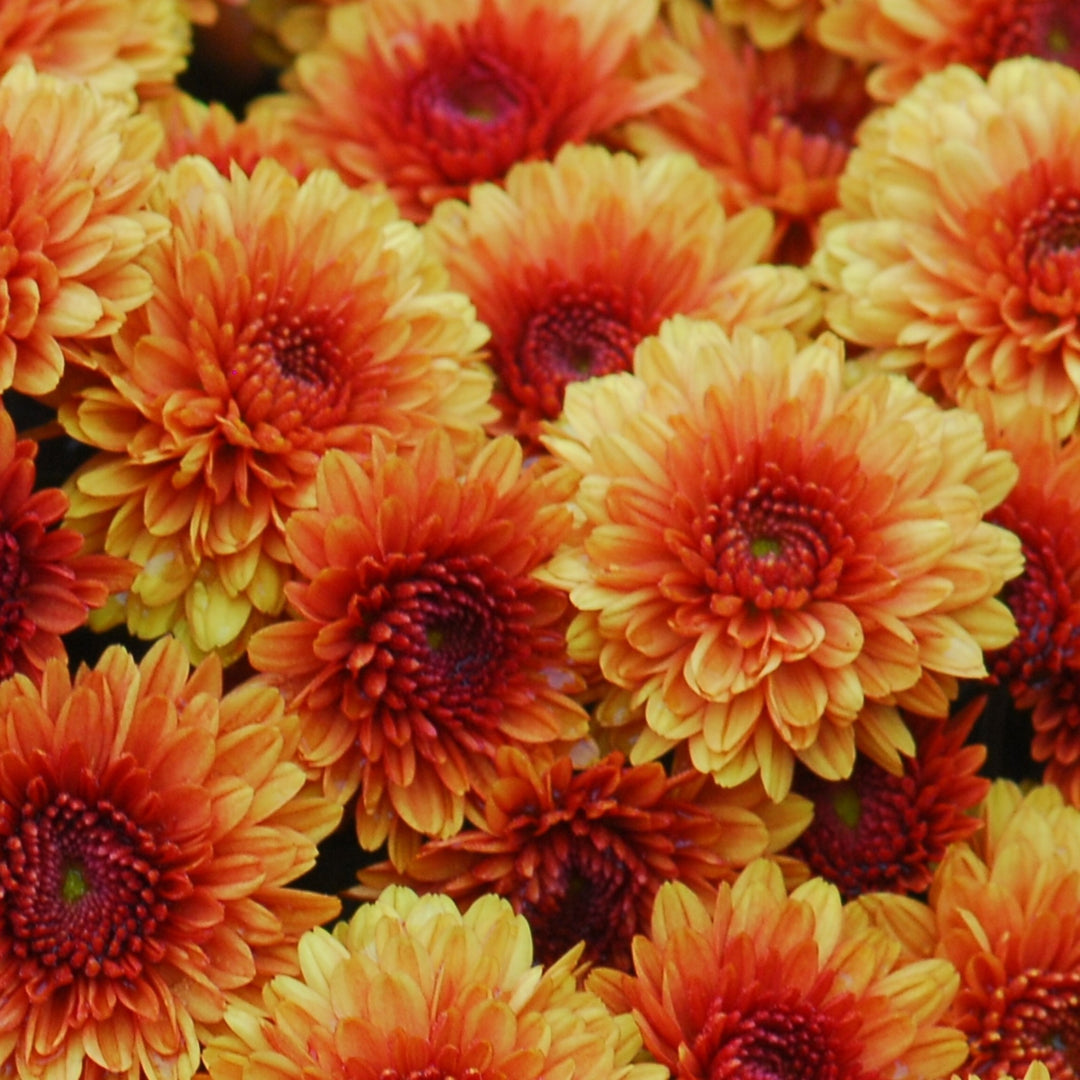 Chrysanthemum x morifolium 'Katelli Bronze' ~ Katelli Bronze Mum-ServeScape