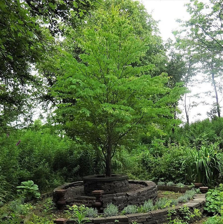 Cercidiphyllum japonicum ~ Katsura Tree-ServeScape