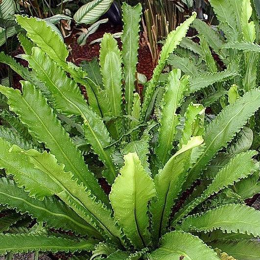 Asplenium nidus 'Osaka'~ Monrovia® Osaka Bird's Nest Fern-ServeScape