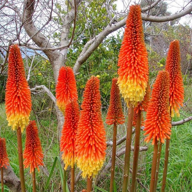 Kniphofia uvaria 'Flamenco Mix' ~ Flamenco Mix Red Hot Poker-ServeScape