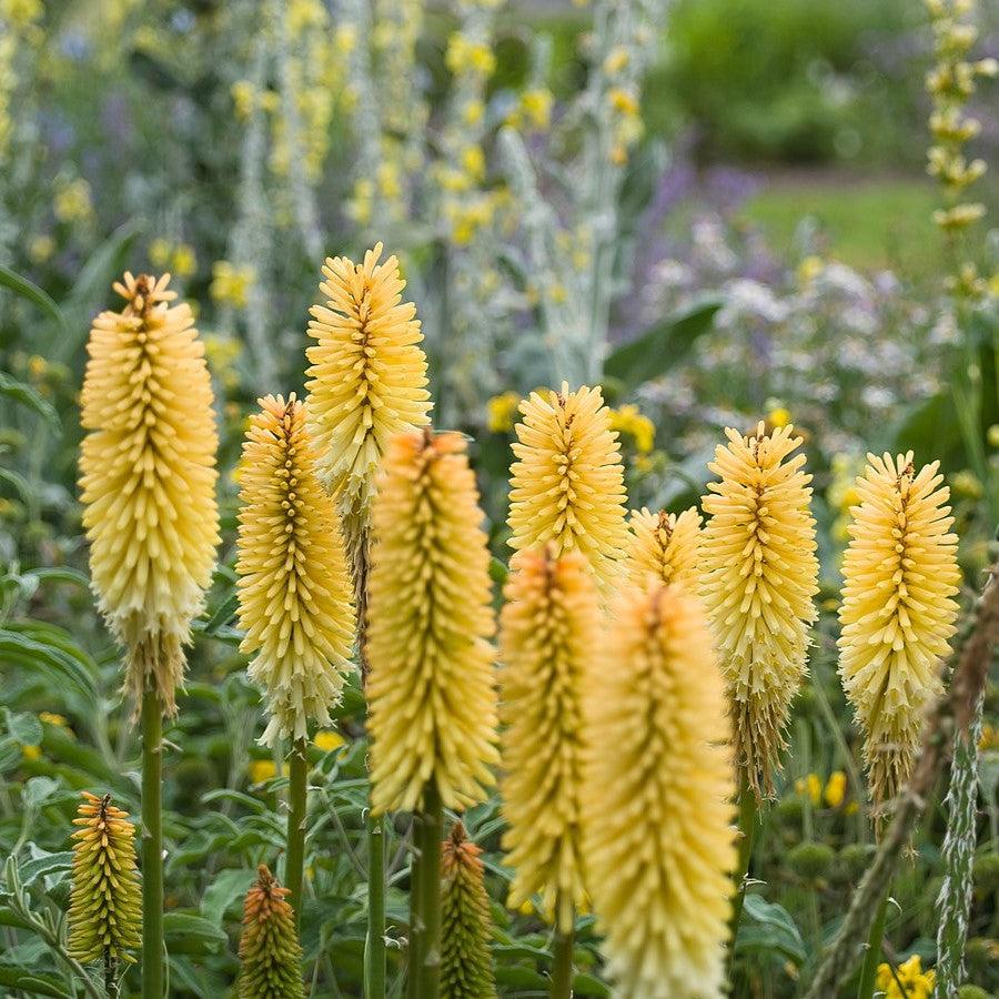 Kniphofia uvaria 'Flamenco Mix' ~ Flamenco Mix Red Hot Poker-ServeScape