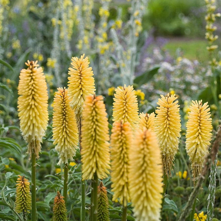 Kniphofia uvaria 'Flamenco Mix' ~ Flamenco Mix Red Hot Poker-ServeScape