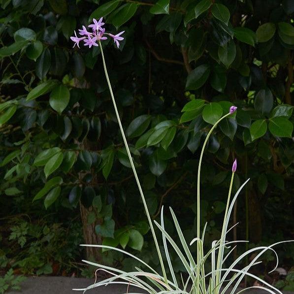 Tulbaghia violacea 'Variegata' ~ Variegated Society Garlic-ServeScape
