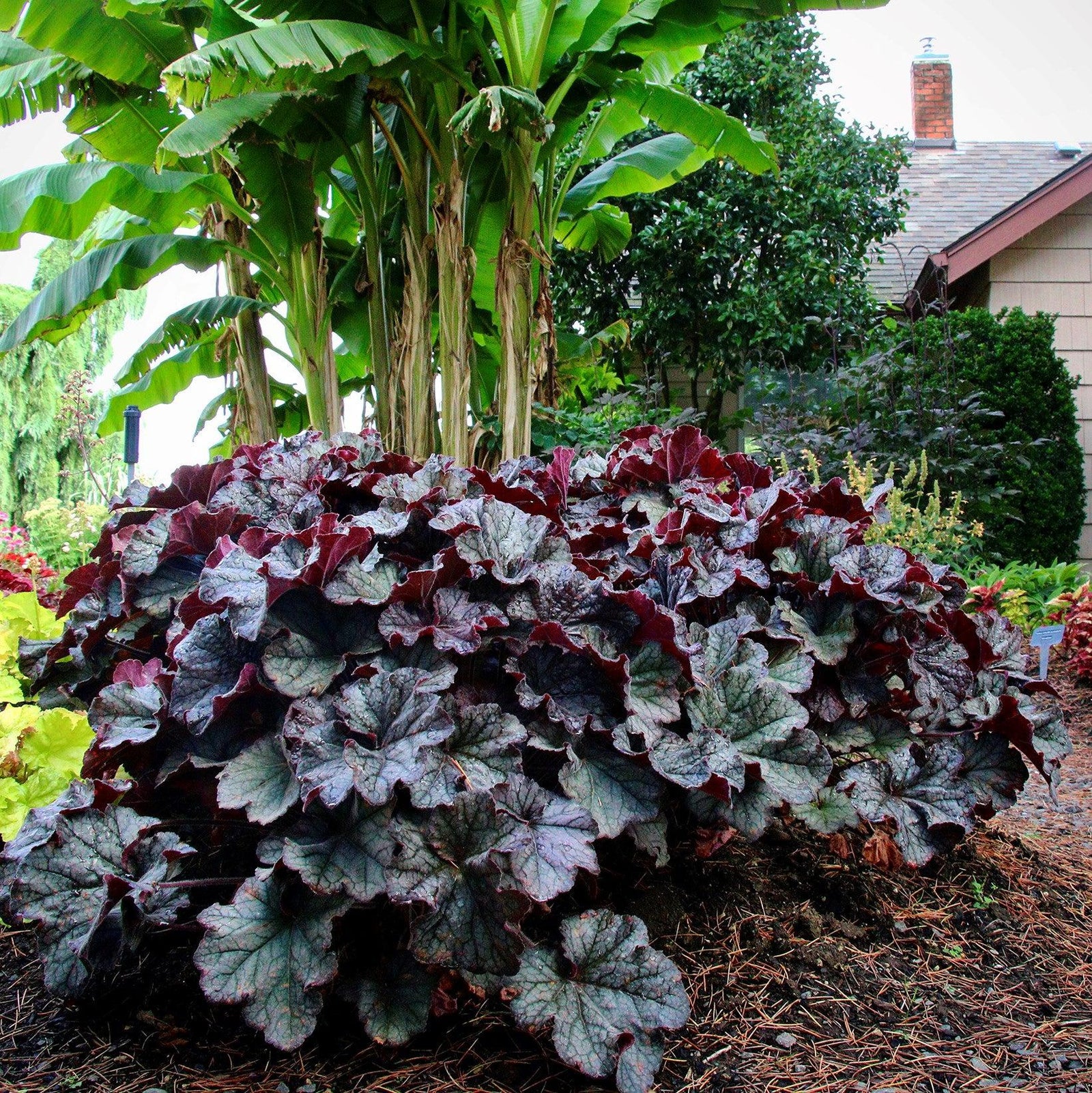 Heuchera x villosa TNHEUGB' ~ Monrovia® Grande™ Black Coral Bells, Heuchera-ServeScape