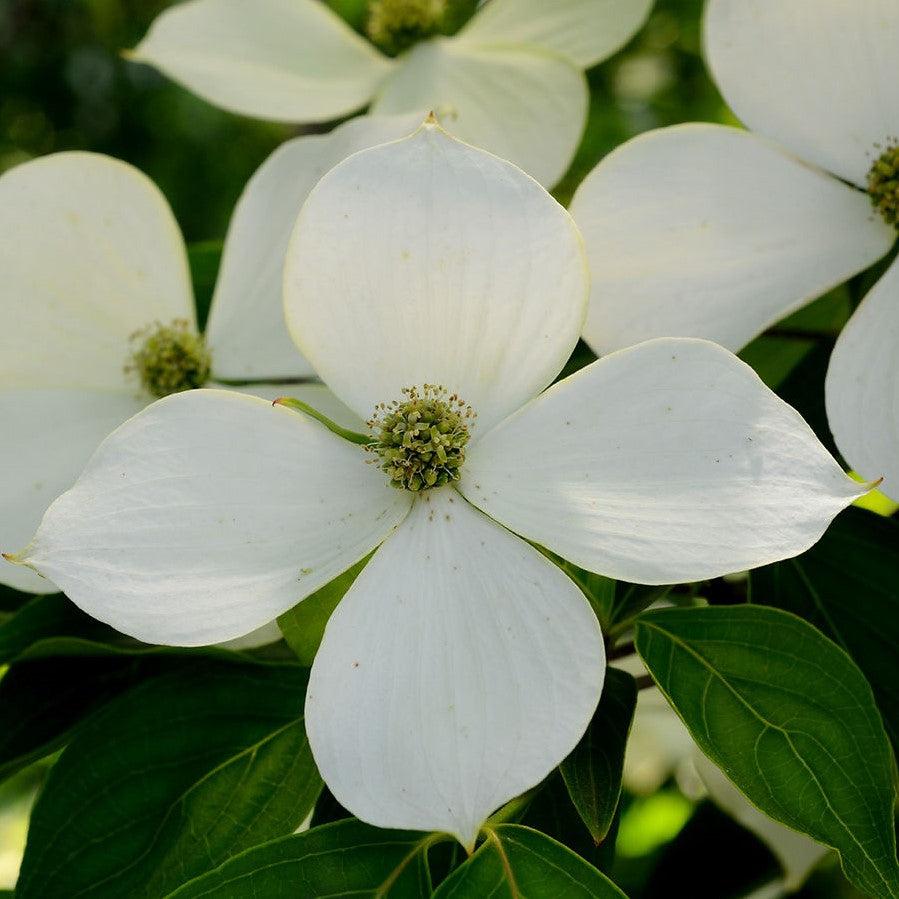 Cornus kousa ~ Kousa Dogwood-ServeScape