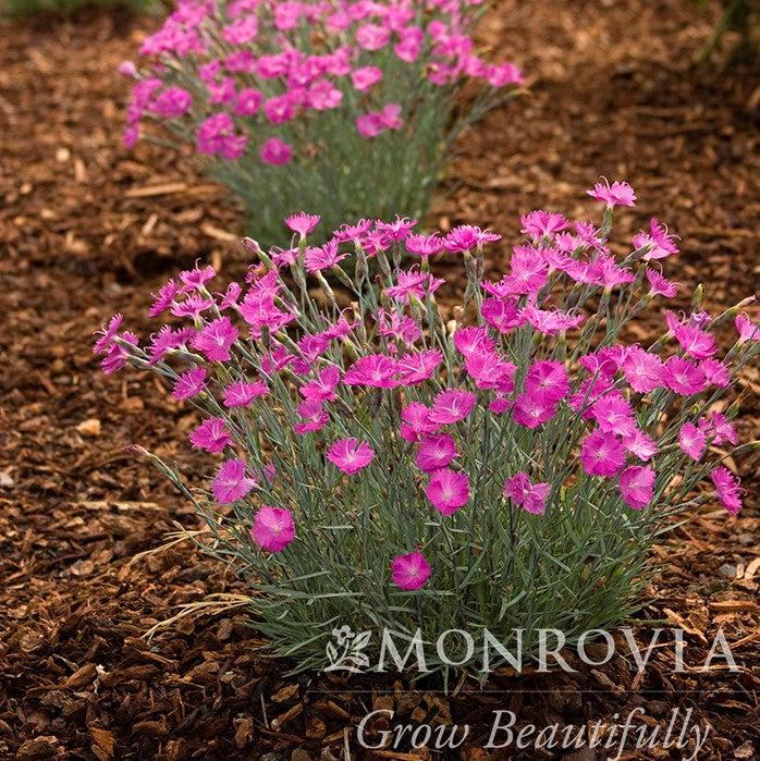 Dianthus gratianapolitanus 'Firewitch' ~ Monrovia® Firewitch Dianthus, Cheddar Pink-ServeScape
