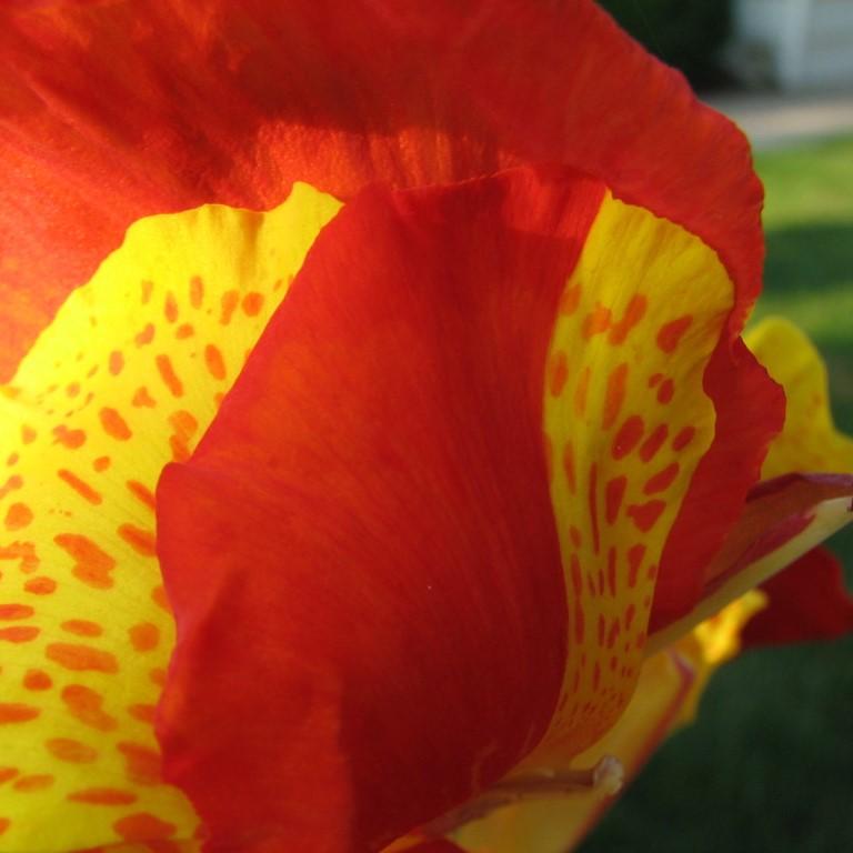 Canna x generalis 'Cleopatra' ~ Monrovia® Cleopatra Canna Lily-ServeScape