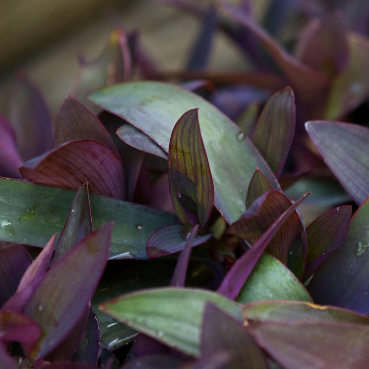 Setcreasea pallida ~ Monrovia® Purple Heart-ServeScape
