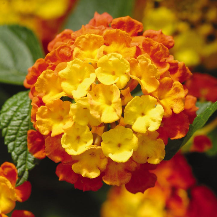 Lantana camara 'Balandcit' ~ Landmark™ Citrus Lantana-ServeScape