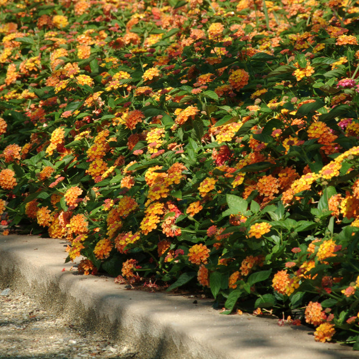 Lantana camara 'Balandcit' ~ Landmark™ Citrus Lantana-ServeScape