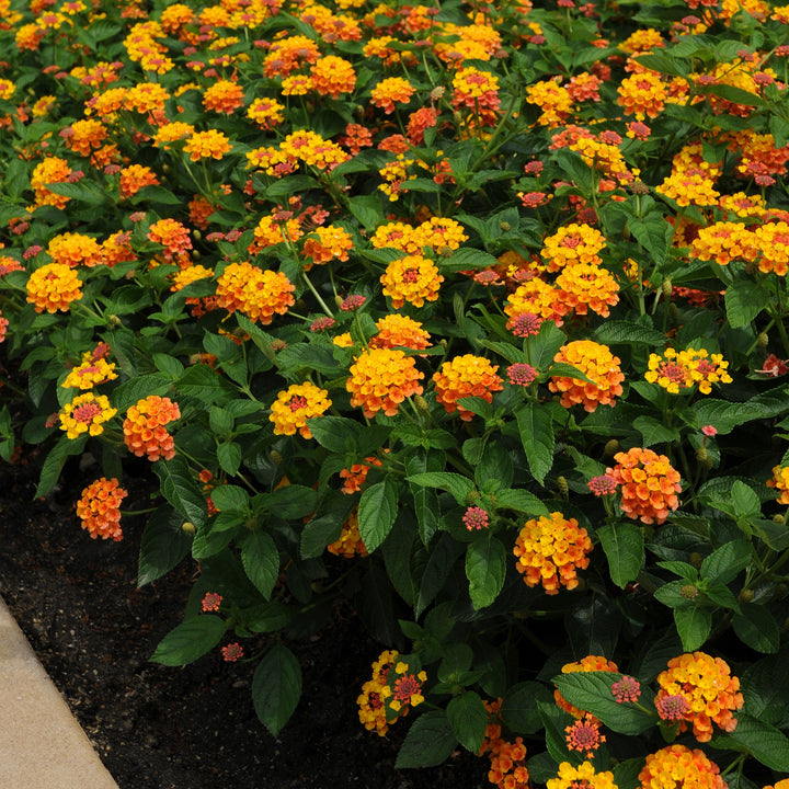 Lantana camara 'Balandcit' ~ Landmark™ Citrus Lantana-ServeScape