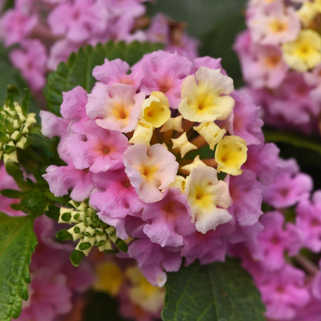 CLantana camara 'Balluclav' ~ Little Lucky™ Lavender Lantana-ServeScape