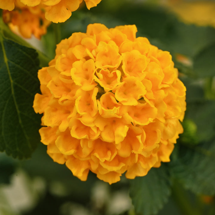 Lantana camara 'Balucgold428' ~ Lucky™ Gold Lantana-ServeScape