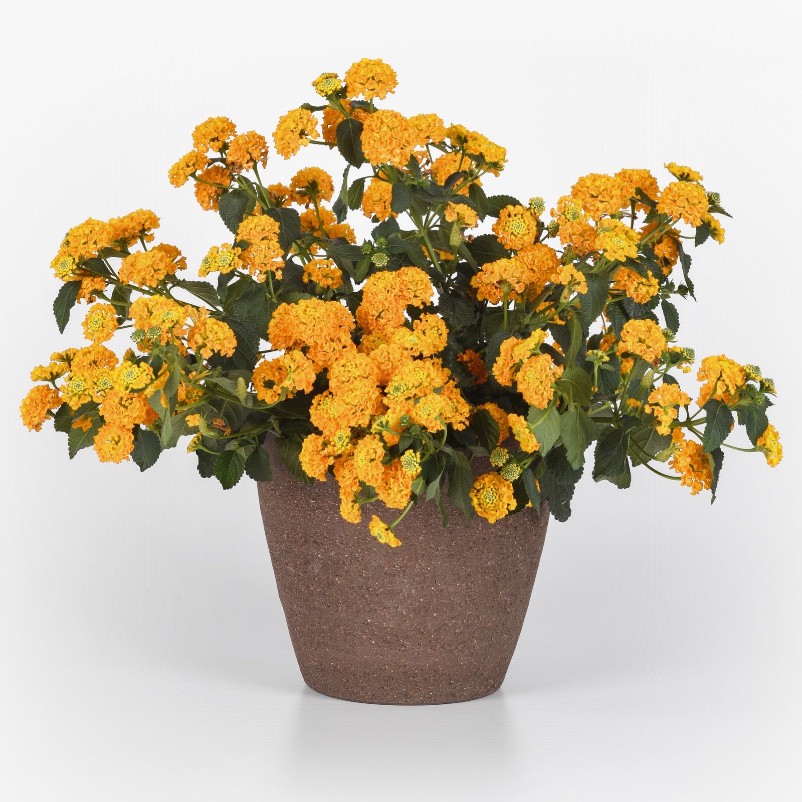 Lantana camara 'Balucgold428' ~ Lucky™ Gold Lantana-ServeScape
