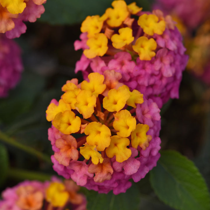 Lantana camara 'Ballanpaf' ~ Passion Fruit Lantana-ServeScape