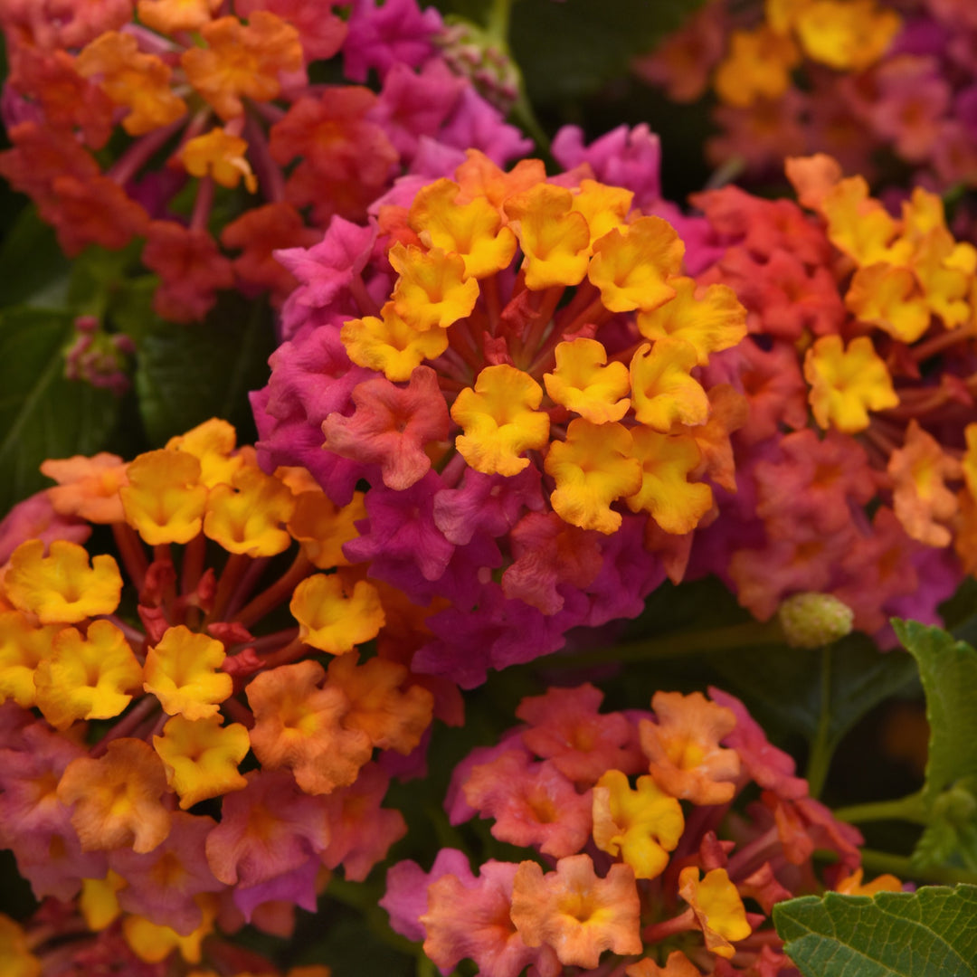 Lantana camara 'Ballanpaf' ~ Passion Fruit Lantana-ServeScape