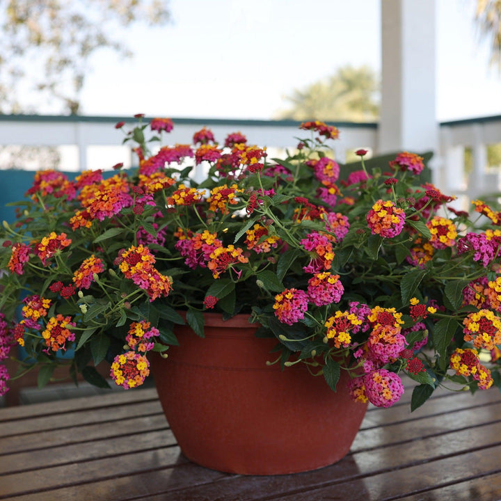 Lantana camara 'Ballanpaf' ~ Passion Fruit Lantana-ServeScape