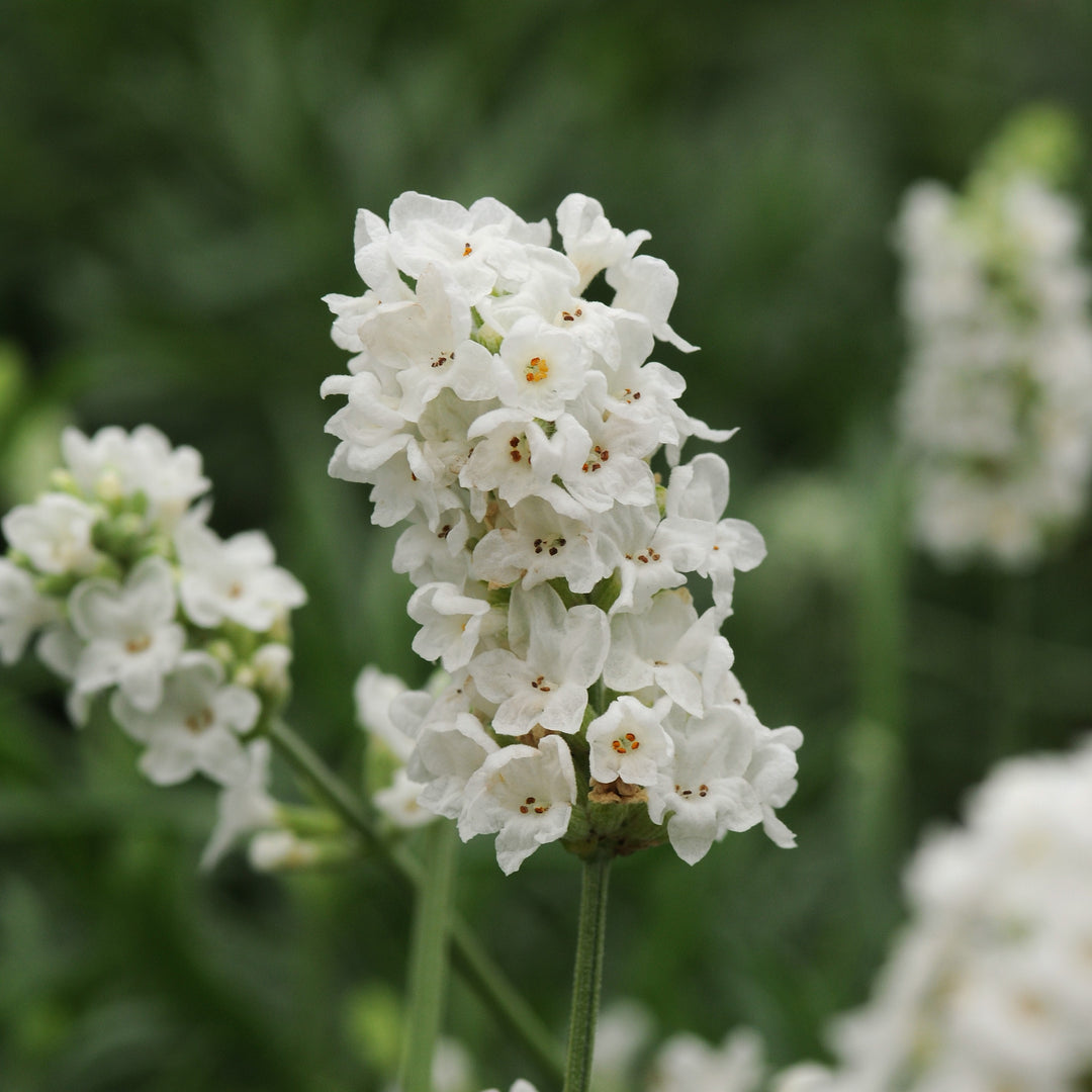 Lavandula angustifolia 'Ellagance Snow' ~ Ellagance Snow English Lavender-ServeScape