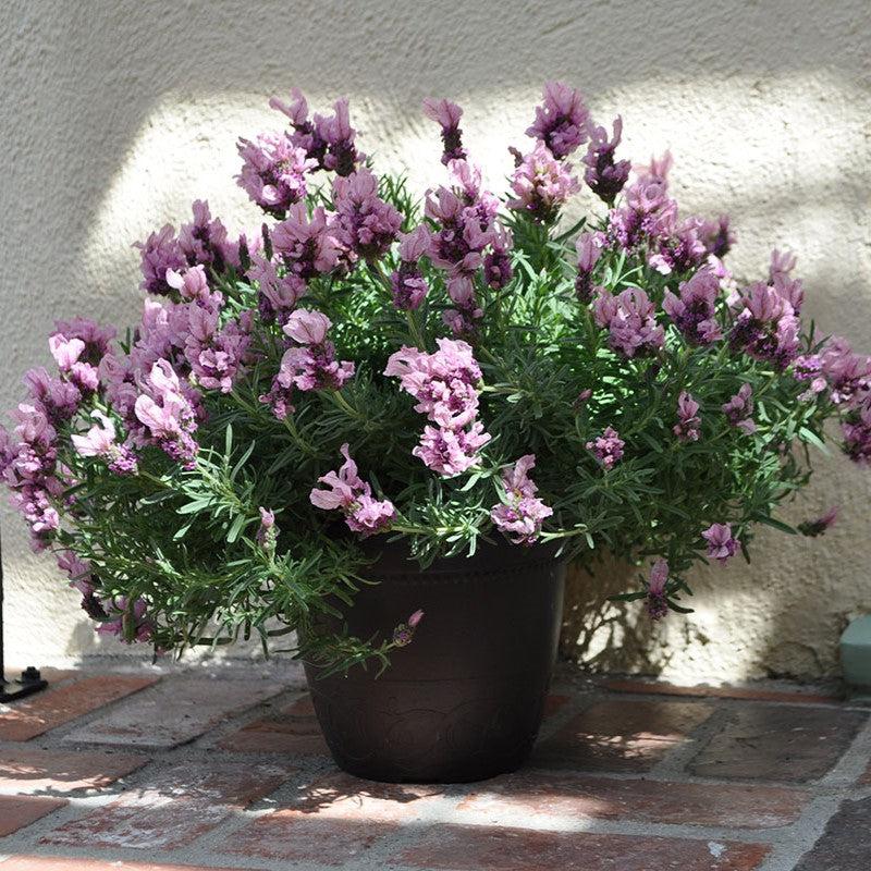 Lavandula stoechas 'Lavish Pink' ~ Madrid® Lavish Pink Lavender-ServeScape
