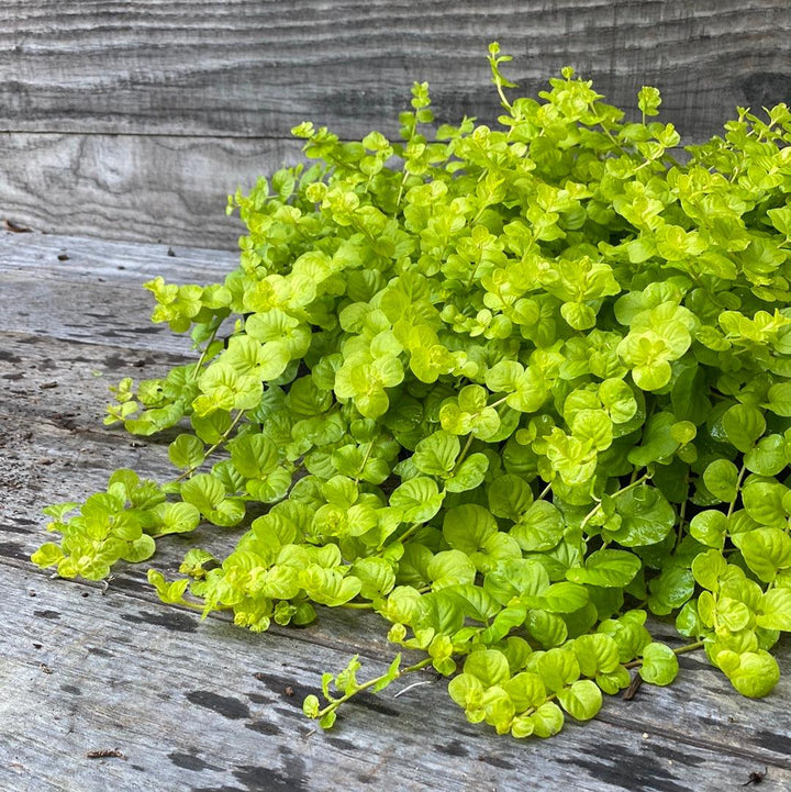 Lysimachia nummularia 'Aurea' ~ Monrovia® Golden Creeping Jenny-ServeScape