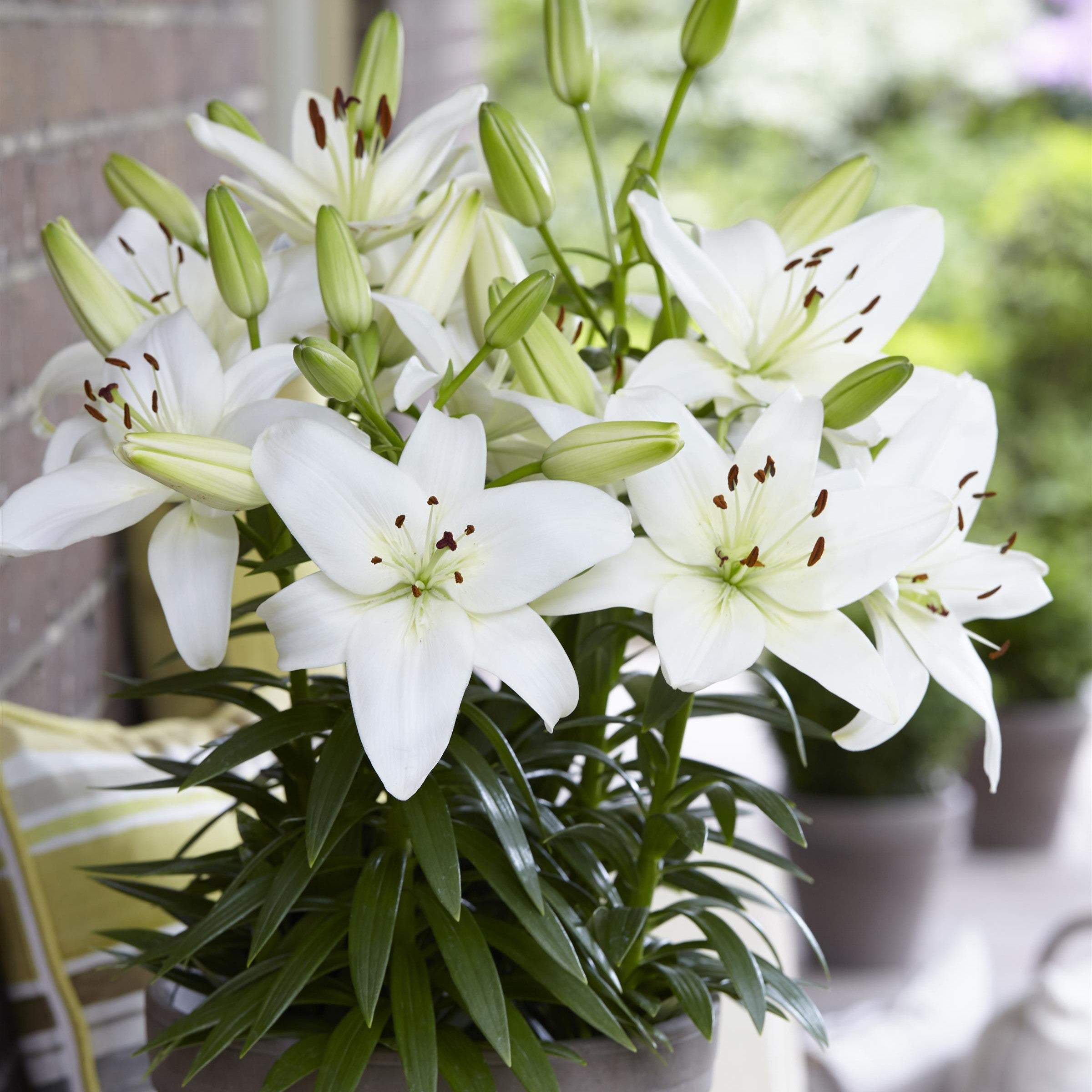classic joy asiatic lily Lilium 'Sparkling Joy' ~ Sparkling Joy Asiatic Lily – ServeScape