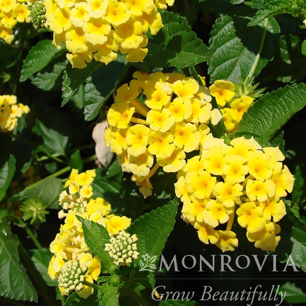 Lantana 'Chapel Hill Yellow' ~ Monrovia® Chapel Hill® Yellow Lantana-ServeScape